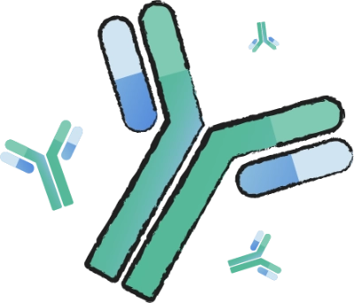 Antikörper Degen RSV